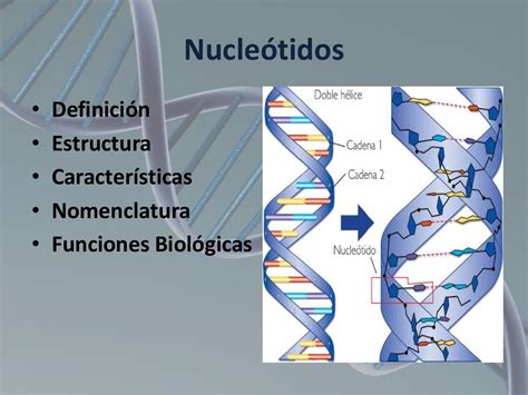 Nucleotidos Ciclo De La Urea Ácido Nucleico Nomenclatura
