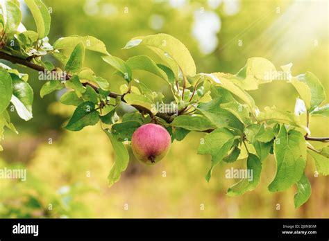 Apple On The Wild Apple Tree Stock Photo Alamy