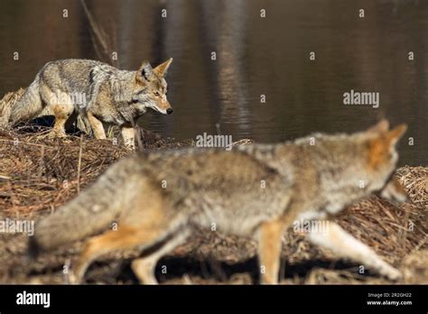 Coyote Hunting In Yosemite Valley California Yosemite National Park