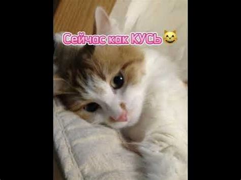 ️Самые милые фоточки Маси😍 #shorts #кошки #милашки - YouTube