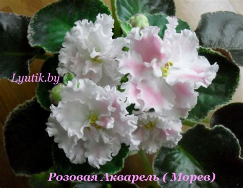 Фиалка Розовая Акварель