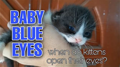 When Do Kittens Open Their Eyes Kitten Vision Blue Eyes Catv