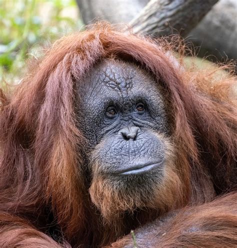 Gorilla Passion Project added a... - Gorilla Passion Project