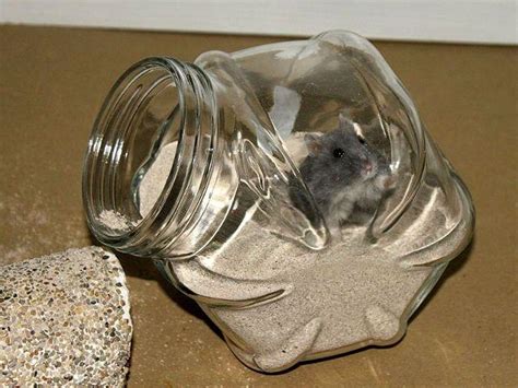 Песок для хомяка: как сделать купалку для питомца и приучить его купаться