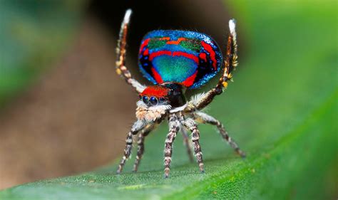 Peacock spiders’ Latin name means “flying” as scientists originally ...