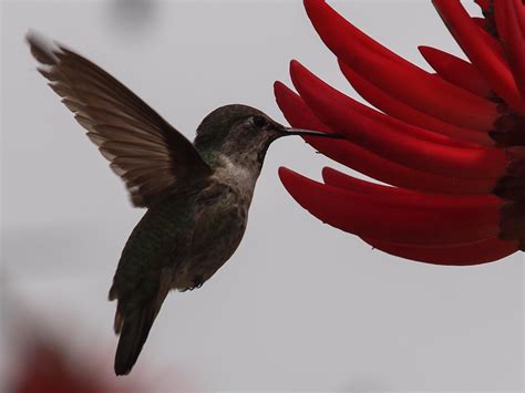 Capt Mondo S Photo Blog Blog Archive Female Annas Hummingbird