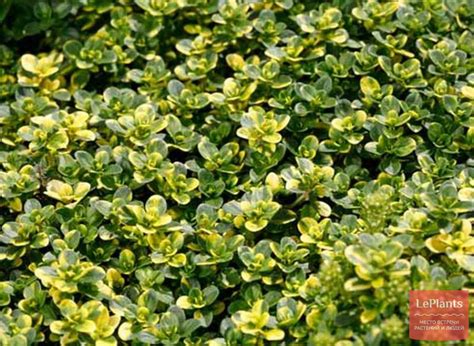 Тимьян обыкновенный (Thymus vulgaris) — описание, выращивание, фото ...