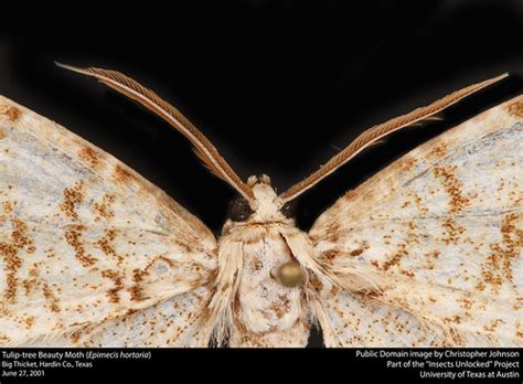 Tulip Tree Beauty Moth Epimecis Hortaria Tulip Tree Beau Flickr