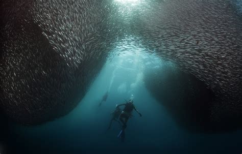 School of silver fish, underwater, fish, divers, shoal of fish HD ...