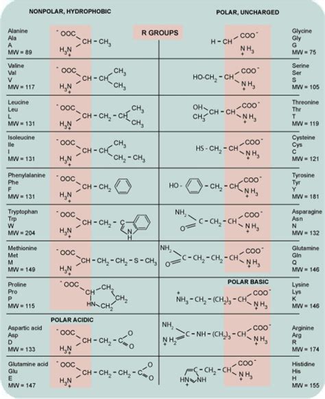 Svc Microbiology Amino Acids With Their Molecular Weight Structures
