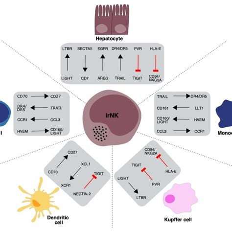 Overview Of Proposed Receptor Ligand Interactions Between LrNK Cells