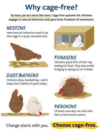 Five Reasons To Love Chickens The Humane Society Of The United States