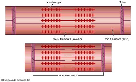 Muscle Myofibrils Contraction Proteins Britannica