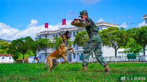 勇敢狗狗，不怕困难！军犬和训导员配合有多默契 大陆军事 华夏经纬网