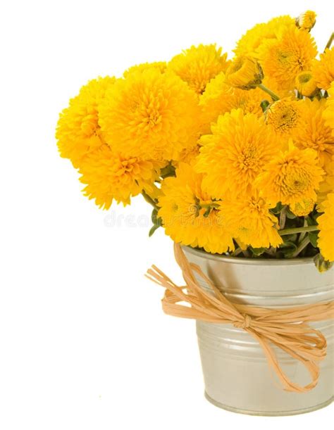 Bouquet Of Yellow Mums In Pot Stock Photo - Image of common, flower ...