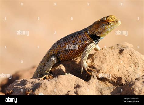 Yellow Backed Spiny Lizard Or Desert Spiny Lizard Sceloporus Magister