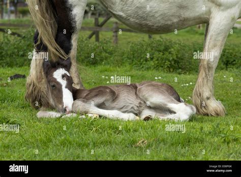 Gypsy Cob Horse Foal Uk Stock Photo Alamy