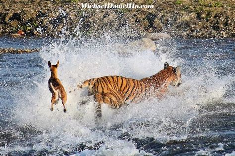 bengal tiger  hunted