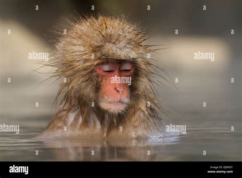 Japanese Aka Snow Monkey In A Hot Tub Called Onsen In The Mountains Near Nagano Jigakudani