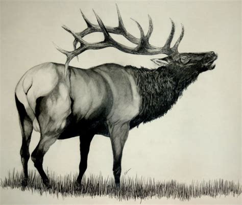 Pin By Tammy Spillman On Headstone Elk Drawing Bald Eagle Art Elk