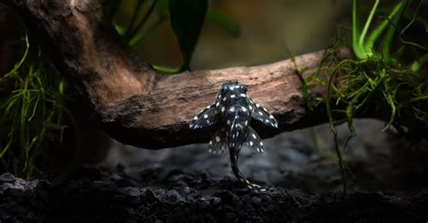8 Smallest Pleco Fish Imp World