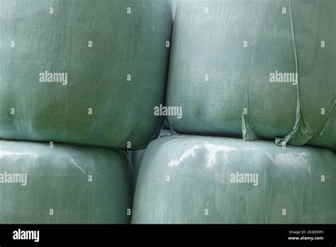 Silage Silage Bales Silage Bales In Green Plastic Foil Muensterland