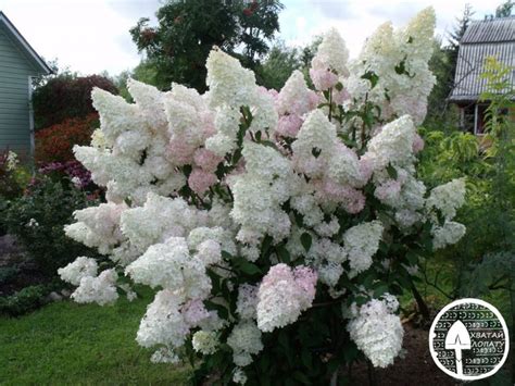 Гортензия метельчатая Ванилла Фрейз – посадка и уход в открытом грунте ...