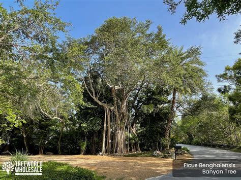 Ficus Benghalensis Banyan Tree For Sale South Florida 🌳 Treeworld