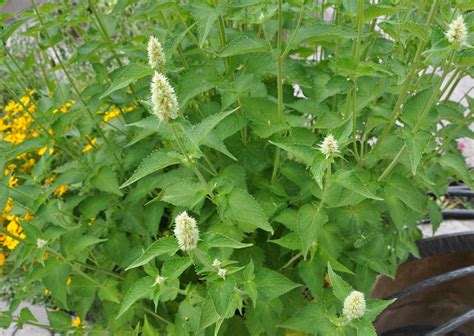 AGASTACHE (Agastache) - Areál Žireč