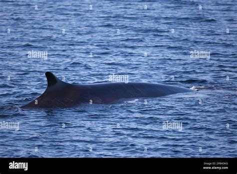 Fin whale, fin whales (Balaenoptera physalus), baleen whales, marine ...