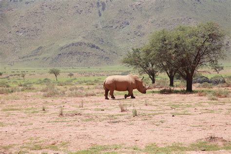 1920x10801148 Africa Rhino Trees 1920x10801148 Resolution Wallpaper