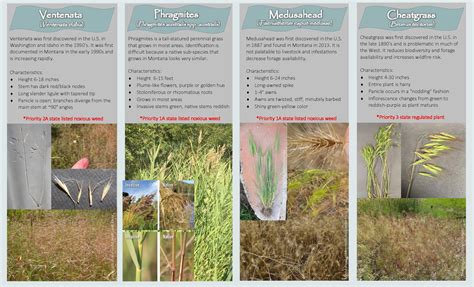 Invasive Grasses In Montana Judith Basin County Extension Montana