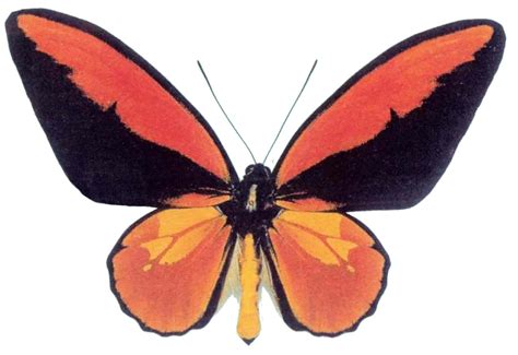 Insect Of The World