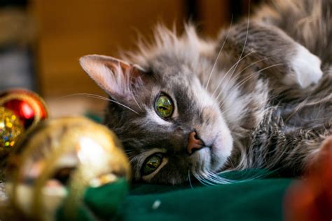 Détente 20 Photos De Chats Qui Fêtent Noël