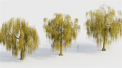 Salix Babylonica Weeping Willow D Model Free D Model For Design