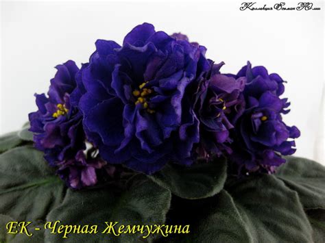 Фиалка ЕК - Черная Жемчужина (пара листьев): цена, описание, продажа ...