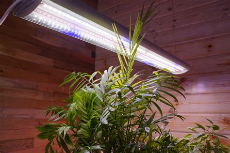 Досветка комнатных цветов | Нетипичный фермер | Дзен