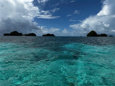 data shows endangered palau ground doves swiftly recovering