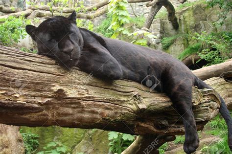 Rainforest Animals Black Panther Facts | RAINFOREST ANIMAL