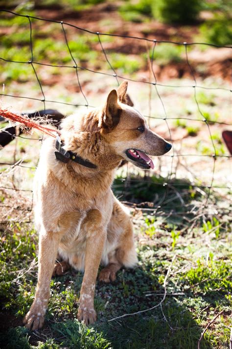 Kvinde havde sex med venners hunde i årevis Du vil få et chok når du hører hvorfor
