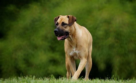 Boerboel Photos, Download The BEST Free Boerboel Stock Photos & HD Images