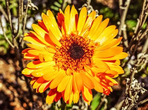 Kostenlose foto Natur blühen Blume Blütenblatt Frühling Kraut