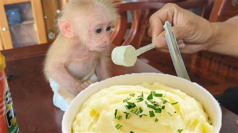 Baby Monkey Eats Potato With Milk For The First Time Youtube