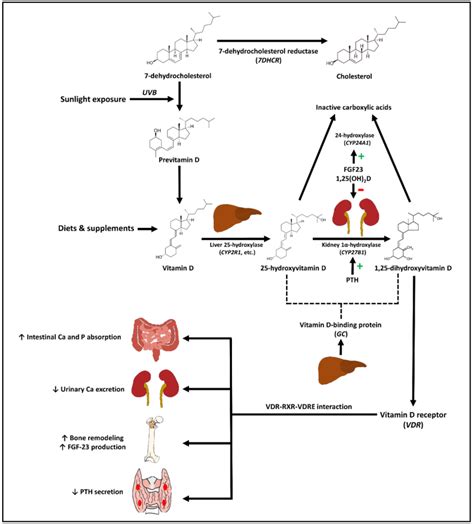 Schematic Representation Of Vitamin D Metabolic Pathway And The Effects Download Scientific