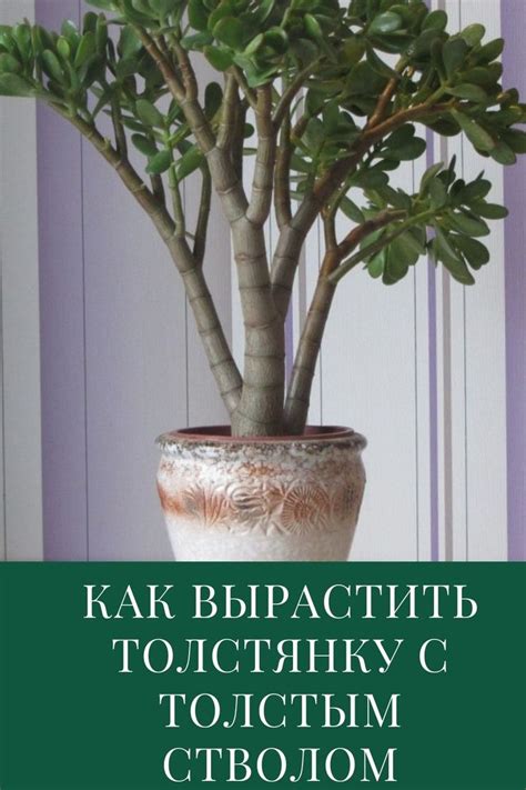 Как вырастить толстянку с толстым стволом | Небольшие цветники ...