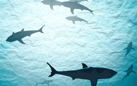 Shark Tank