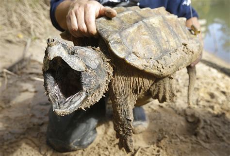 Arkansas Alligator Snapping Turtle