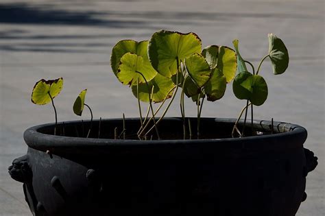 Kebun Tanaman Daun Teratai Foto Gratis Di Pixabay Pixabay