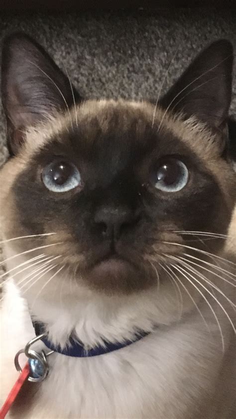 Coco (Siamese Shorthair) | ThriftyFun