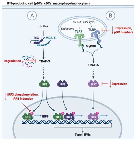 Cells Free Full Text Aging And Interferons Impacts On Inflammation